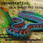 Transmutation is a Beautiful Thing! 