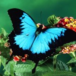 Butterfly teaches us Transmutation 