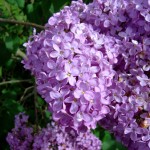 Lilac-flowers1