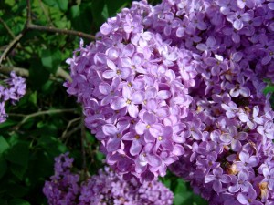 Lilac-flowers1