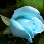 blue_rose