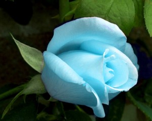 Sisterhood of the Rose of the Blue Ray of Love, Wisdom & Service to Others