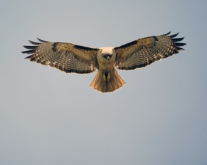 Hawk ~ Messenger of Spirit