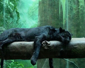 Black Jaguar - Ruler of the Underworld & Night Sun
