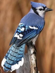 Blue Jay Medicine ~ Proper use of Personal Power